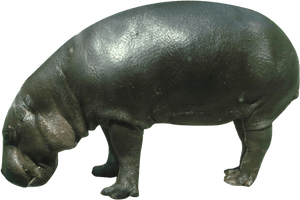 Wild Hippo PNG Image High Quality