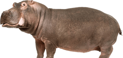 Wild Hippo HD Image Free - Free PNG