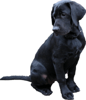 Black Labrador Dog Free Clipart HQ - Free PNG