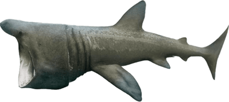 Real Wildlife Shark Download HD - Free PNG