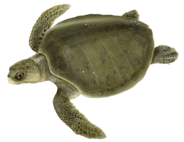 Turtle Green Free Photo - Free PNG