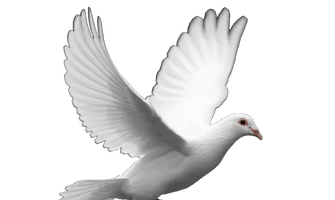 Dove White Pigeon HQ Image Free - Free PNG