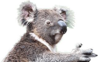 Koala Free Download PNG HD