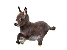 Donkey Animal PNG Image High Quality