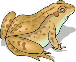 Photos Amphibian Frog Free HD Image - Free PNG