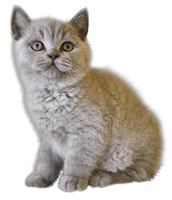 Photos Domestic Kitten Free HD Image - Free PNG