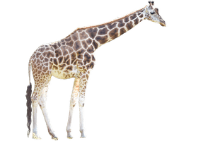 Giraffe Free HD Image - Free PNG
