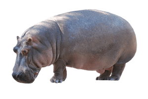 Wild Hippo Pic Download Free Image - Free PNG