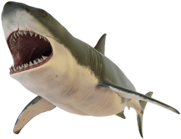 Real Photos Wildlife Shark Download HD - Free PNG