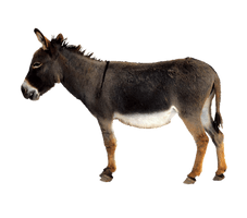 Donkey Mule Free Photo - Free PNG