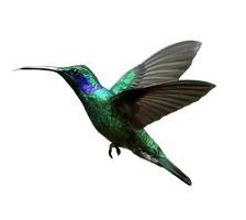 Real Flying Hummingbird Free Download PNG HQ