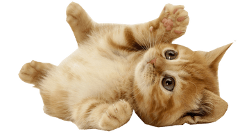 Little Kitten PNG File HD