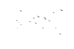 Of Flock Vector Birds PNG Download Free