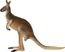 Photos Kangaroo PNG Download Free