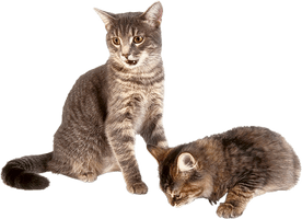 Domestic Kitten Free Download Image - Free PNG