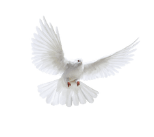 Photos White Peace Pigeon HQ Image Free - Free PNG