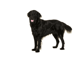 Standing Black Labrador Dog Free Download Image - Free PNG