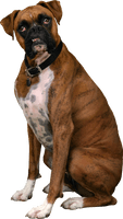 Boxer Dog Sitting Free Clipart HQ - Free PNG