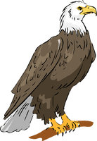 Eagle Sitting PNG Download Free