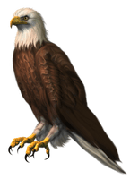 Eagle Sitting Free HQ Image - Free PNG