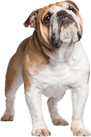 Standing Bulldog PNG Image High Quality