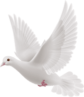 White Peace Pigeon HQ Image Free - Free PNG