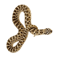 Coral False Snake Download HQ - Free PNG