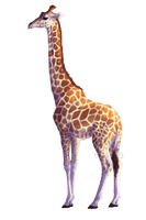 Giraffe African Free Clipart HQ - Free PNG