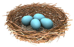 Blue Eggs Nest Bird Free Transparent Image HD - Free PNG