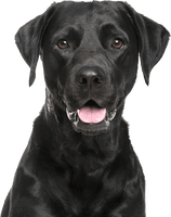 Tongue Black Labrador Dog Free Clipart HD - Free PNG