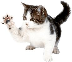 Kitten Free Clipart HQ - Free PNG