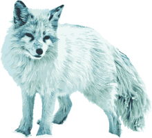 White Fox Arctic Download Free Image - Free PNG