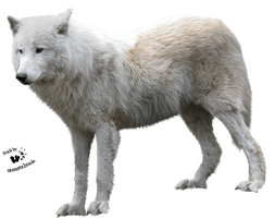 White Fox Arctic PNG Download Free