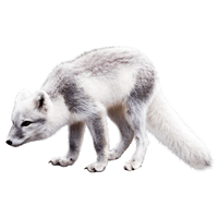 White Fox Arctic Free Transparent Image HQ - Free PNG