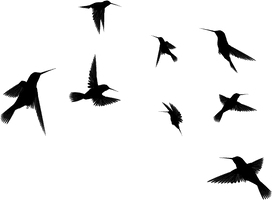 Photos Flying Silhouette Hummingbird PNG Image High Quality