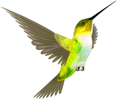 Flying Colorful Hummingbird Free Download Image - Free PNG