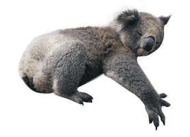 Koala Download Free Image - Free PNG