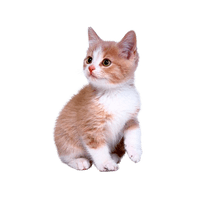 Domestic Kitten HD Image Free - Free PNG