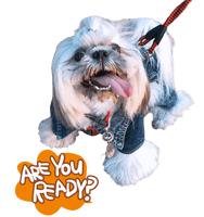 Cute Dog Companion Download HD - Free PNG