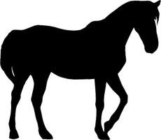 Horse Arabian Black HQ Image Free - Free PNG