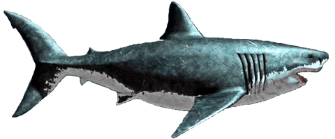 Megalodon Shark PNG File HD