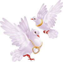 Photos White Peace Pigeon Free Transparent Image HD - Free PNG
