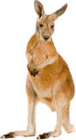 Kangaroo Joey Free HD Image - Free PNG