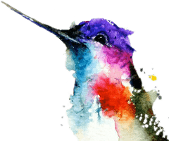 Watercolor Photos Hummingbird Free Download PNG HD