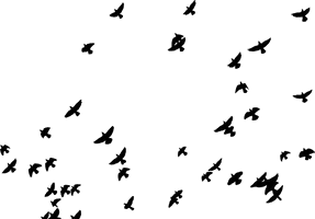 Of Flock Vector Birds Free PNG HQ