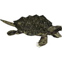 Turtle Coral Free Download PNG HD