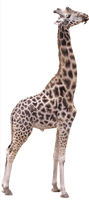Photos Giraffe Download HD - Free PNG