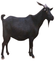 Goat Free Download PNG HQ