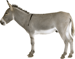 Photos Donkey Mule Download HQ - Free PNG