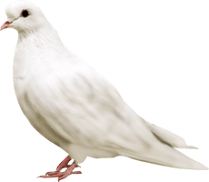 White Pigeon Free Photo - Free PNG